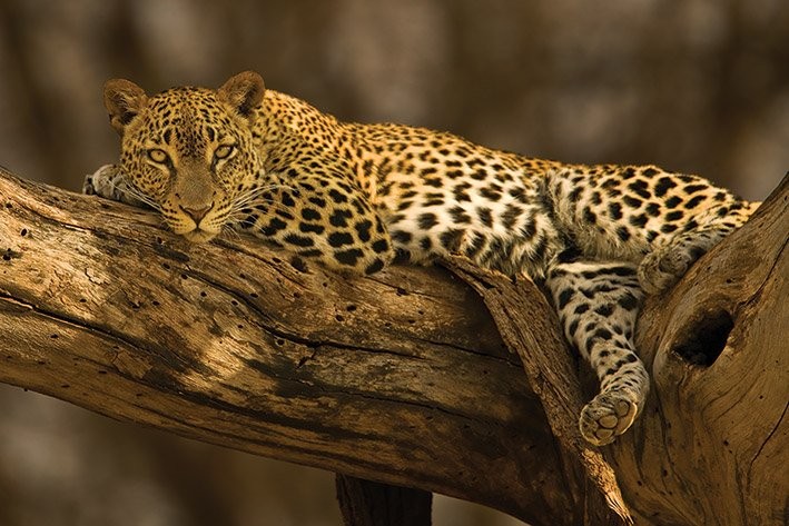 leopard-tree-poster-sold-at-europosters