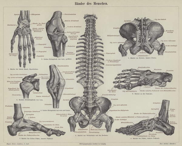 Poster Ligaments of the Human Body