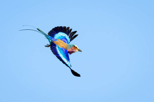 Плакат Lilac-breasted Roller (Coracias caudatus)