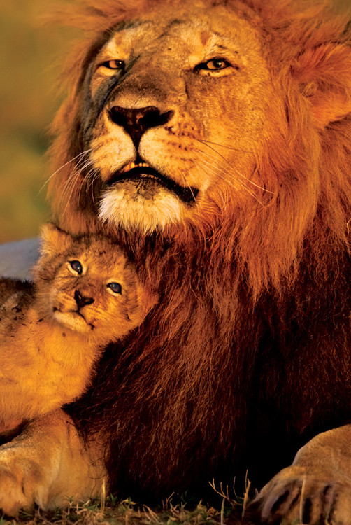 Lion and baby - lions Poster | Sold at Abposters.com