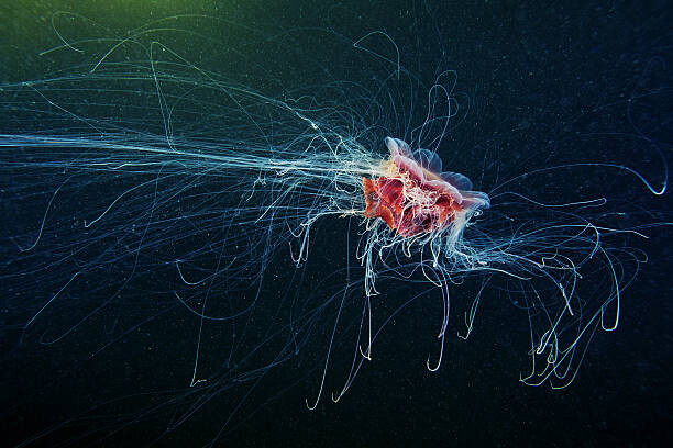 Poster Lion's Mane Jellyfish - Cyanea capillata