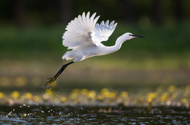 Poster Little egret flying above the pond.