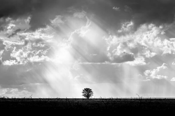 Poster Lone tree with heaven ray of