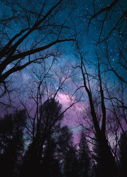 Плакат Low angle view of forest at