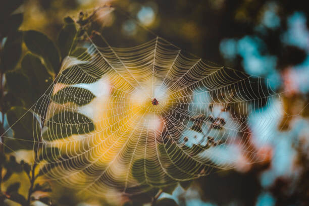 Плакат Low angle view of spider on web