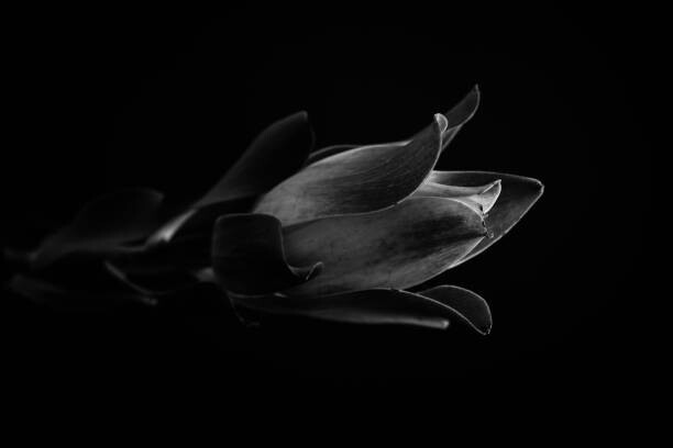 Poster Macro photo of tropical plant in black and white