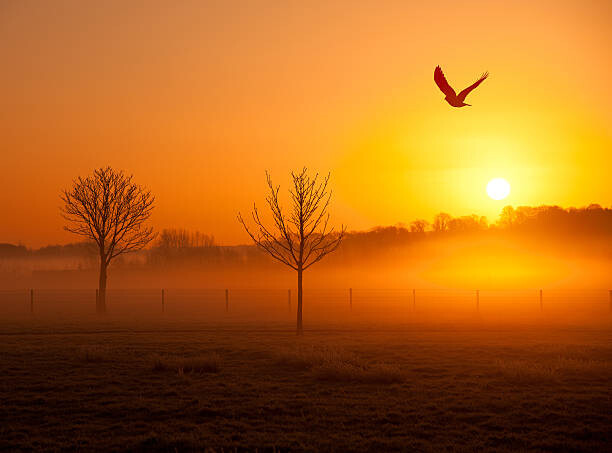 Poster Misty sunrise with crow