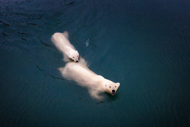 Poster Mom and cub Polar bears swimming at Spitsbergen