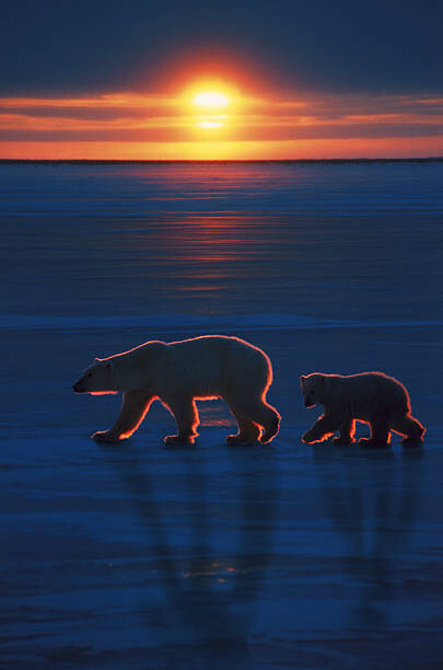 Poster Mother polar bear with cub