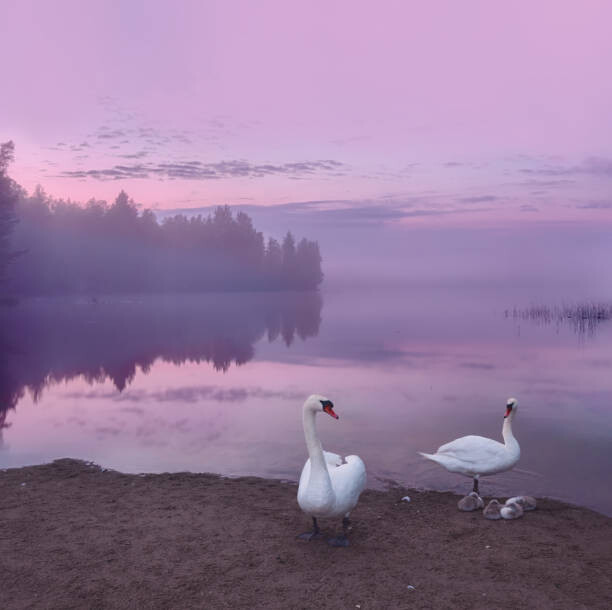 Poster Mute swans with cygnets