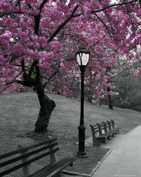 New York - Pink Blossom Poster