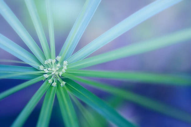Poster Palm Leaf. Abstract nature background