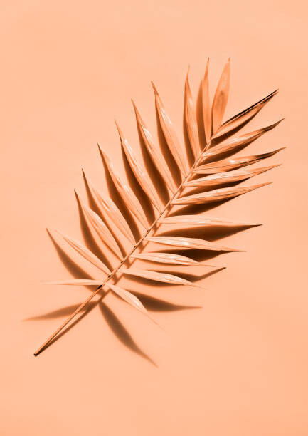 Poster Palm leaf close up