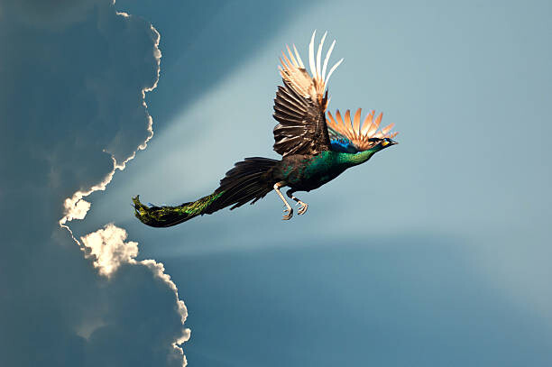 Poster peacock flying on blue sky