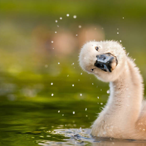 Poster Peekaboo,Close-up of duck swimming in lake