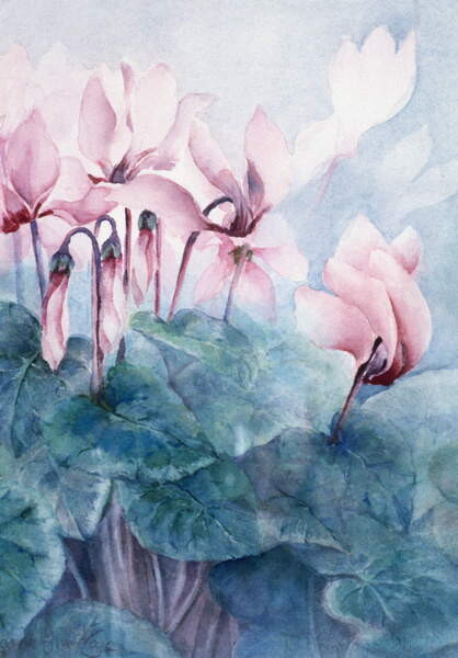 Poster Pink Cyclamen Pseudibericum