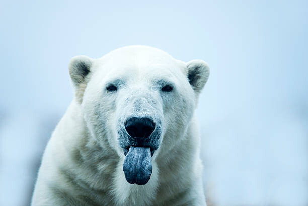 Плакат Polar Bear closeup portrait