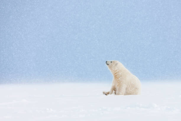 Poster Polar bear cub in falling snow.