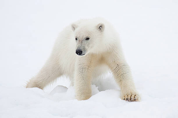 Плакат Polar Bear Cub on Snow