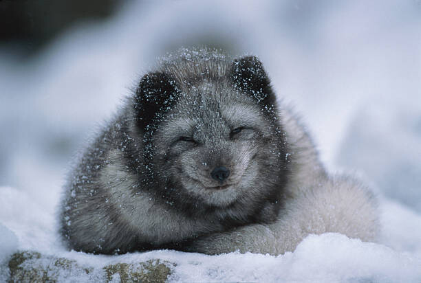 Poster Polar fox cub, winter