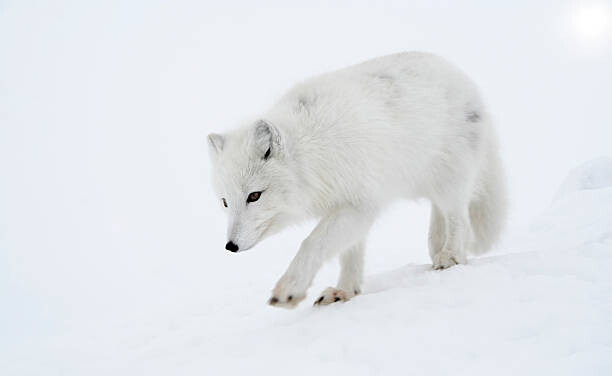 Poster Polar fox steps out briskly.