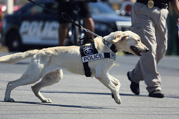 Poster Police dog is running