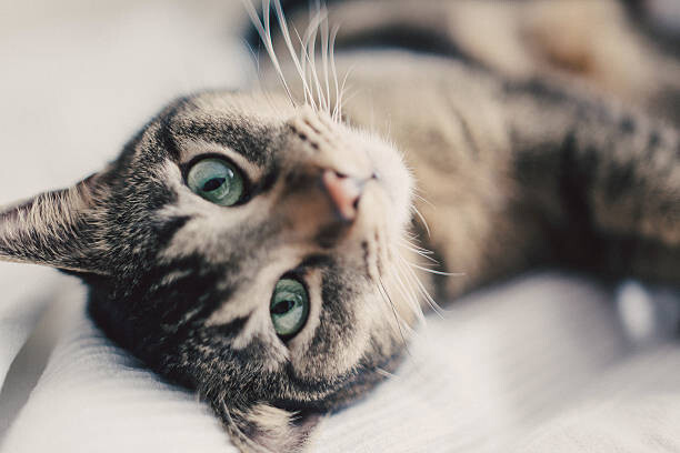 Плакат Portrait of cat, close up.
