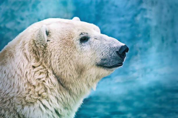 Плакат Portrait of large white bear. Male