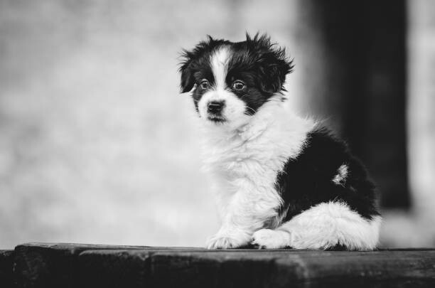 Poster Portrait of purebred dog sitting outdoors,Serbia