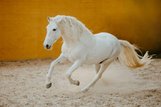 Плакат PRE Hengst Schimmel in Bewegung bei
