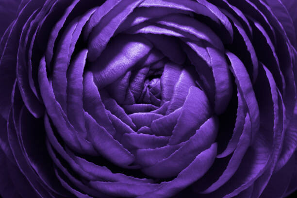 Poster Purple Flower Macro Shot