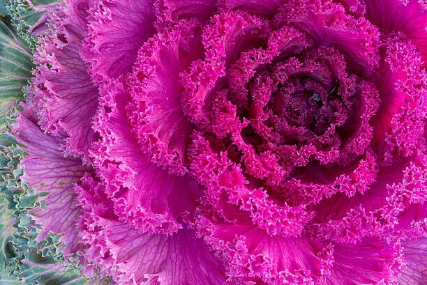 Poster Purple ornamental kale close-up