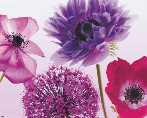 Purple summer Poster