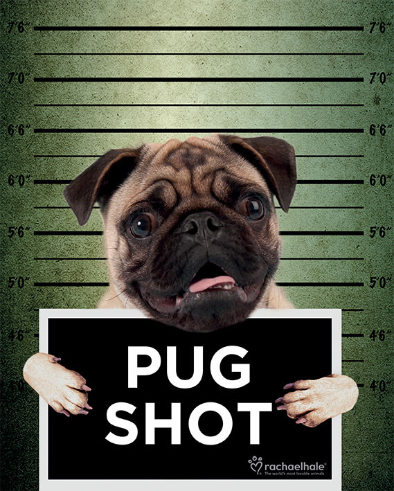 pug shots