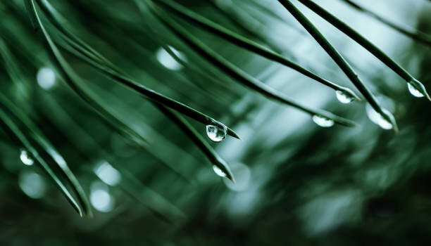 Poster Raindrops on a pine needle