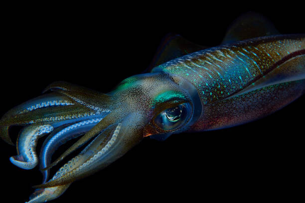 Poster Reef squid