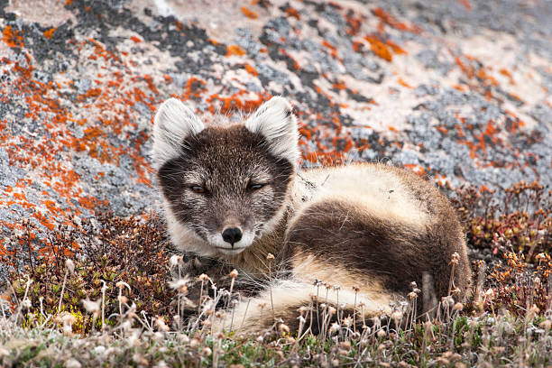 Poster Resting Female Arctic Fox