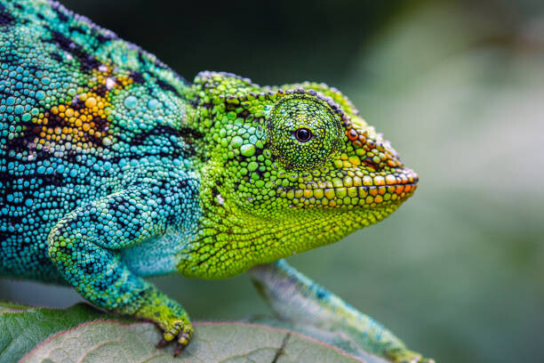 Poster Rwenzori three-horned chameleon