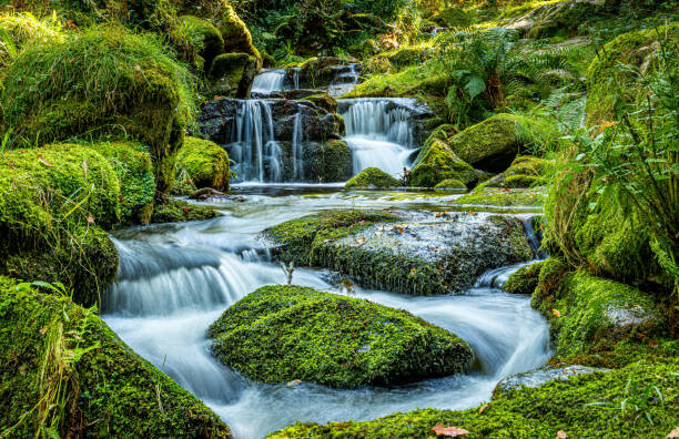Poster Scenic view of waterfall in forest,Newton