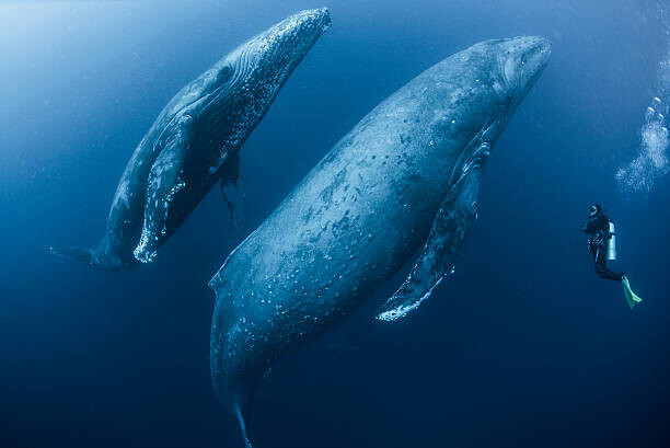 Poster Scuba diver approaches adult female humpback