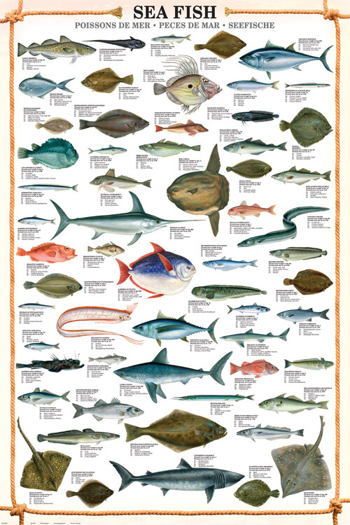 Poster Sea fish | Wall Art | 3+1 FREE | Abposters.com