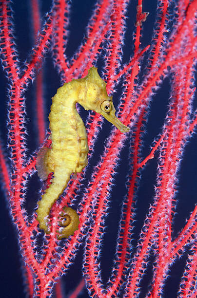 Плакат Seahorse  swimming in Gorgonian sea
