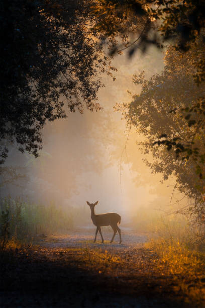 Poster See the lights,Side view of fallow