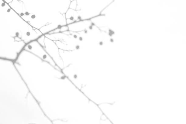 Poster shadows of hawthorn tree branches with