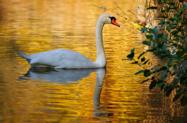 Poster Side view of swan swimming in lake