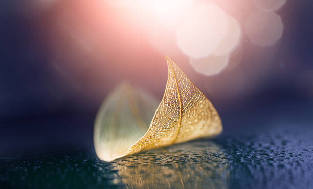Poster Skeletonized leaf in form of small boat with reflection in wet surface in nature.