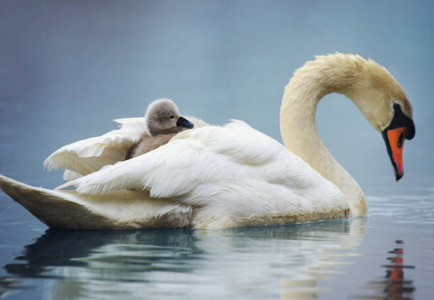 Poster Sleepy Mute Swan Cygnet Takes a Ride on Mom's Back