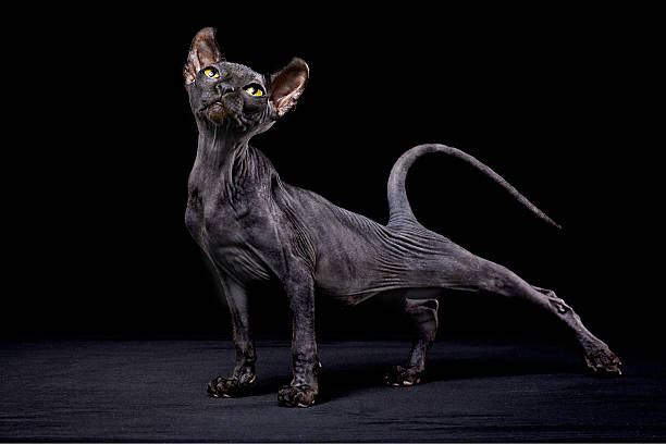 Плакат Sphynx cat