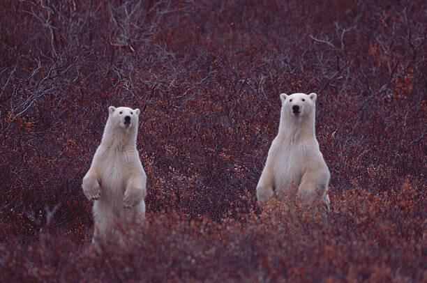 Poster STANDING POLAR SOW AND CUB