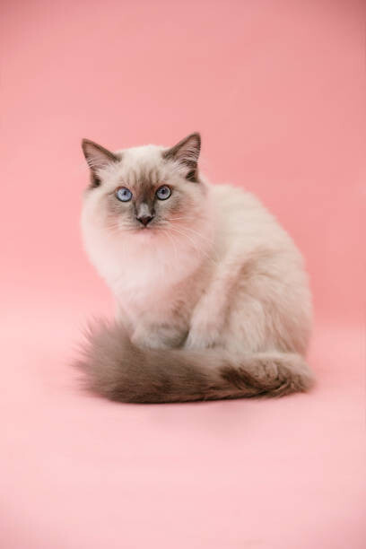 Плакат studio portrait of fluffy kitten